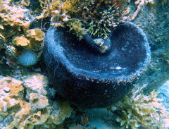 Irciniidae
