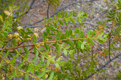 Larrea nitida