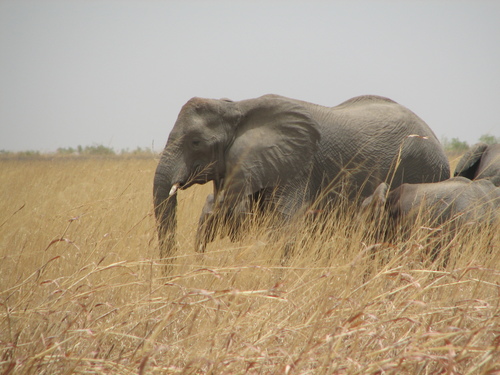 African Savanna Elephant
