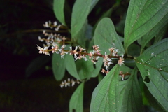 Miconia nervosa