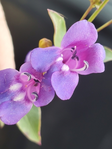 Image of Azure Penstemon (Penstemon azureus) by (c) Mary K. Hanson, some rights reserved (CC BY)