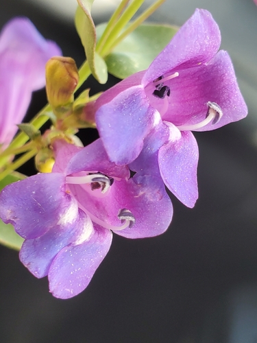 Image of Azure Penstemon (Penstemon azureus) by (c) Mary K. Hanson, some rights reserved (CC BY)