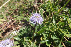 Globularia meridionalis