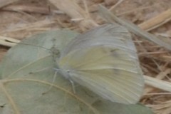 Pieris ergane