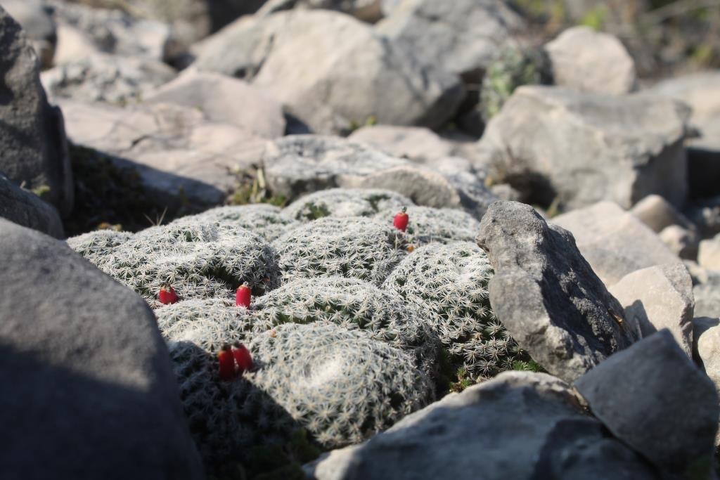 Mammillaria formosa ssp. microthele