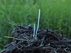 Clavaria acuta