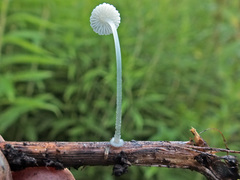 Mycena aciculata