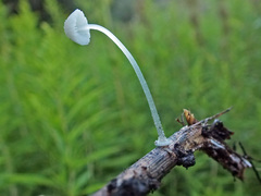 Mycena aciculata