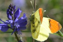 Anthocharis euphenoides