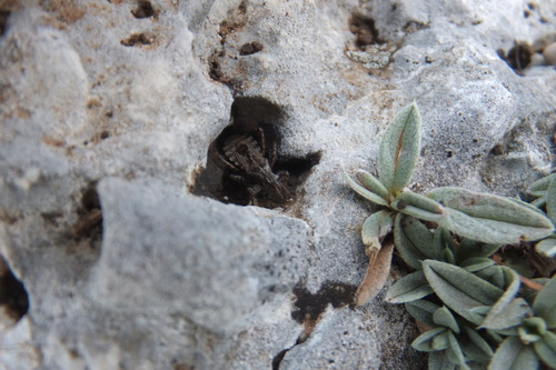 Heath Assassin Bug
