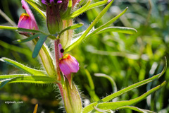 Castilleja exserta exserta
