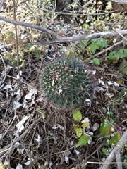 Mammillaria polythele