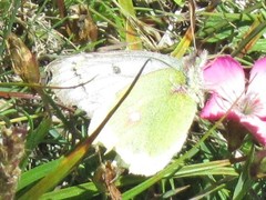 Colias phicomone