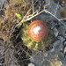 Melocactus stramineus - Photo (c) jwboreal, algunos derechos reservados (CC BY-NC), uploaded by jwboreal