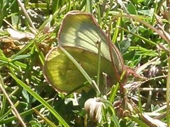 Colias phicomone