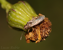 Nysius simulans