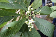 Actinidiaceae