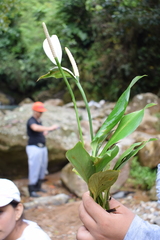 Spathiphyllum cannifolium