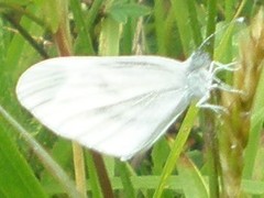Dismorphiinae