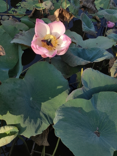 Nelumbo nucifera