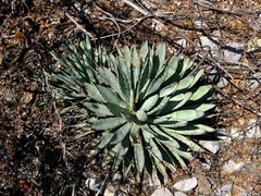 Agave macroacantha