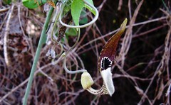Aristolochia tentaculata