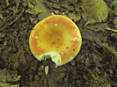 Russula lutea