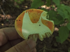 Russula lutea