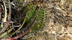 Astrophytum ornatum