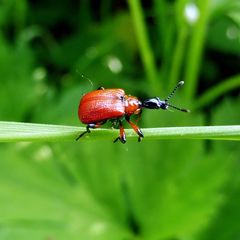 Apoderus coryli
