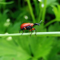 Apoderus coryli