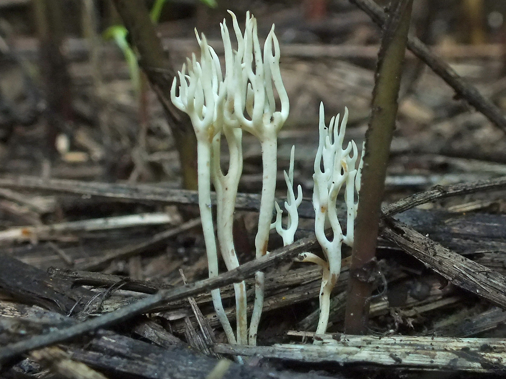 slender coral