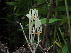 Ramariopsis subtilis image