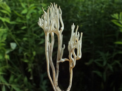 Ramariopsis subtilis image