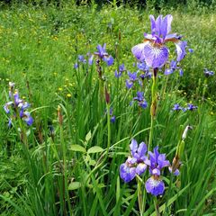 Iris sibirica