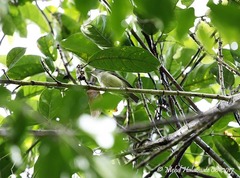 Glycichaera fallax