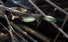 Caulanthus amplexicaulis barbarae
