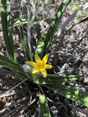Hypoxis stellipilis