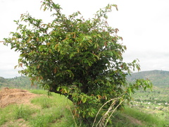 Diospyros mespiliformis