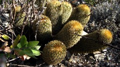 Coryphantha erecta
