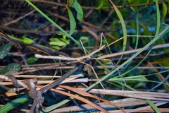 Clitumninae