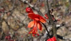 Erythrostemon melanadenius
