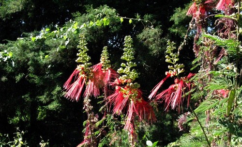 Calliandra calothyrsus