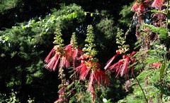 Calliandra houstoniana calothyrsus