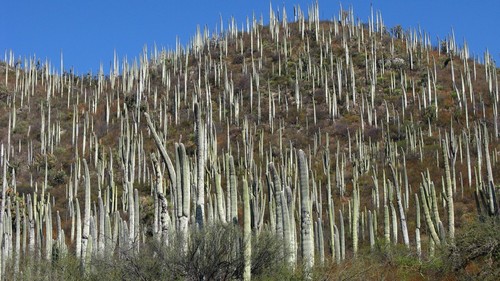 Cephalocereus columna-trajani