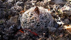 Coryphantha radians