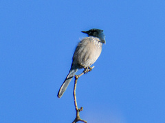 Aphelocoma woodhouseii woodhouseii