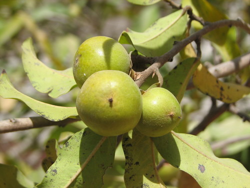 jackalberry