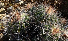 Ferocactus flavovirens