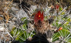 Ferocactus flavovirens